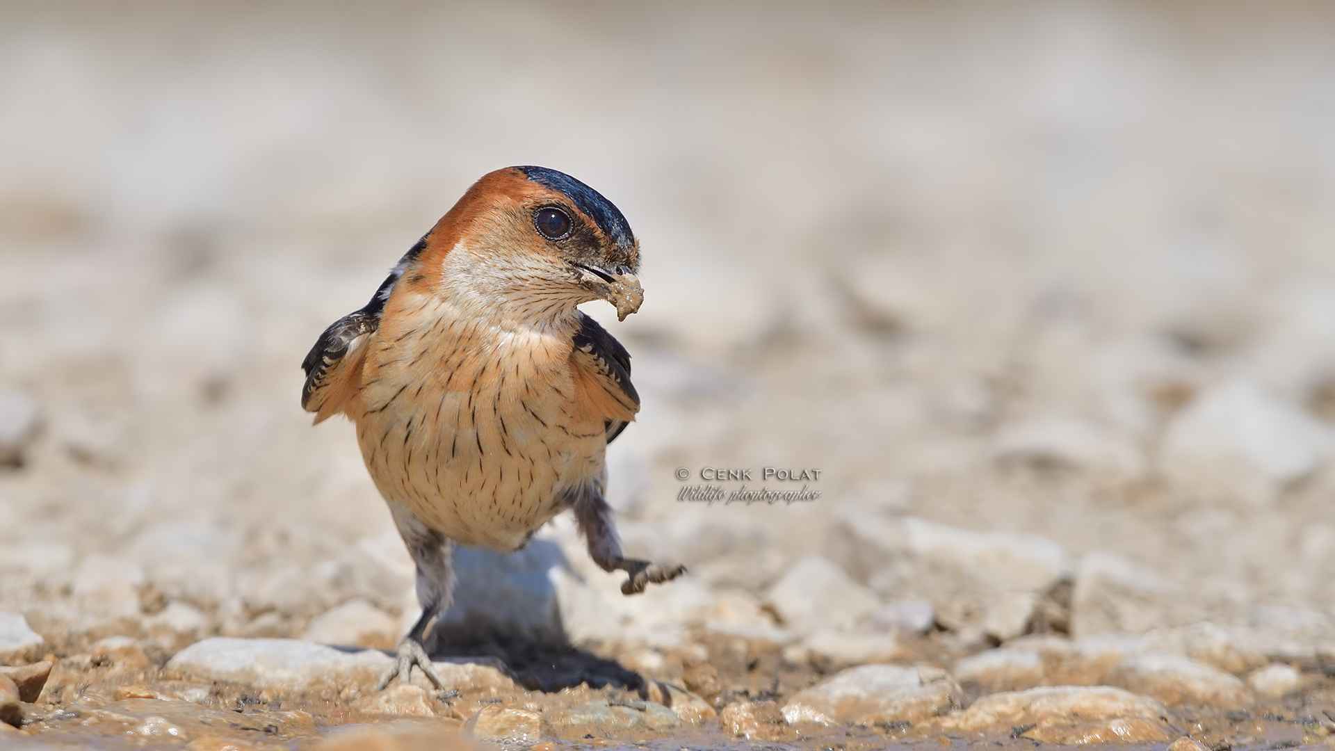 Red-rumped Swallow
